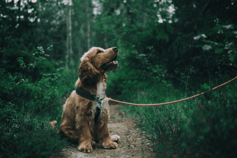 Side Hustles for Teachers: Dog Walking